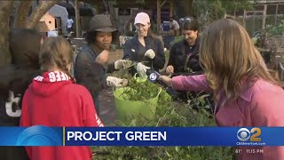 CBS2's #BetterTogether Project Green works with Harlem Grown to clean up NYC