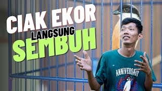 Cendet Ciak Ekor dan Sayap Langsung Sembuh Dengan Cara Simpel Ini