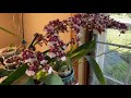 巧克力文心兰天香 oncidium heaven scent redolence