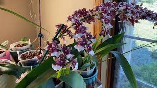 巧克力文心兰天香 Oncidium Heaven Scent 'Redolence'