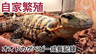 【自家繁殖】オオトカゲベビーのその後の成長