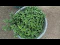 my terrace garden vegetable plants. எனது மாடித்தோட்ட காய்கறி செடிகள்.