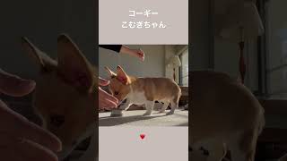 コーギーこむぎちゃん #いぬのいる暮らし #コーギー #動物 #子犬 #可愛い #いぬ