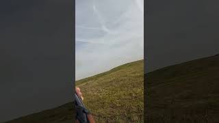 Pheasant comes out of the ground! #pheasanthunting #hunting #pointer #birddog #birdhunting #hunters