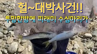 #충주시투망합법 대박! 투망으로 피래미 수십마리를 잡다!!  ※충주시에서 투망은 합법입니다(단 상수도보호원.어항.댐.저수지.소류지투망은 불법입니다)