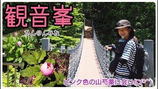 【観音峯山】アラフォー女子の親子登山(*´ `*) ✧ °ピンク色の山芍薬咲く、新緑の観音峯山へ！登山初心者でも安心の登りやすいお山です♪♪