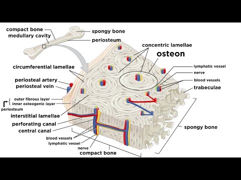 What are the 3 components of bones?