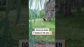 Gorillas when it rains at the Zoo #shorts #animals