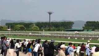 【現地観戦】ヴィクトリアマイルデー 京都競馬場2017年5月14日　白川特別