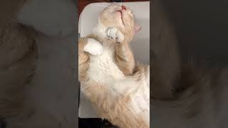 New Funny Animals cats | Funny Animals cats and dogs | Cats sleeping 😴 #funnycats #newfuny