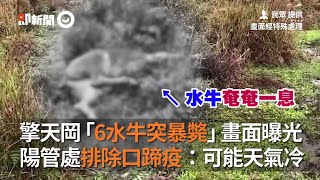 擎天崗「6水牛突暴斃」　陽管處排除口蹄疫：可能天氣冷｜動物｜生態｜看新聞