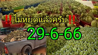 🔴ด่วนก่อนสาย!!ราคาทุเรียนวันนี้‼️ผลไม้ตามฤดูกาล🫒ผลไม้ราคาส่ง