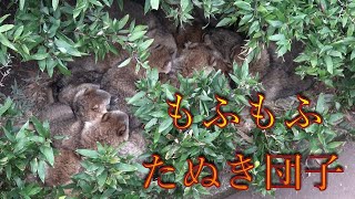 モフモフ大集合 東山動物園でしか見れない 冬の風物詩【たぬき団子】