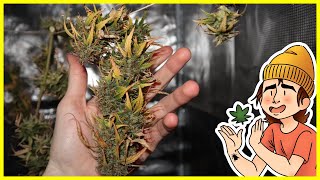 Growing Autoflowers | Ep. 13 (Harvesting & Hanging)