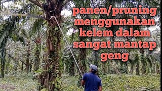 panen/pruning menggunakan kelem dalam mantap geng