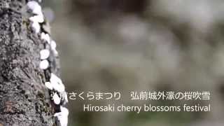 弘前さくらまつり 弘前城外濠の桜吹雪 Hirosaki cherry blossoms festival