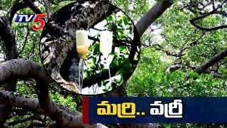 చెట్టుకు సెలైన్లతో చికిత్స... పిల్లల మర్రికి పూర్వవైభవం..! | Mahabubnagar | TV5 News