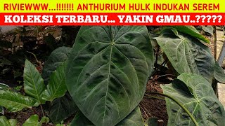 SALE ANTHURIUM KOLEKSI TERBARU ⁉️ SEBELUM KEHABISAN‼️