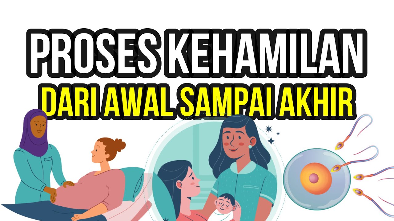 Proses Kehamilan Dari Awal Sampai Akhir - YouTube