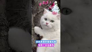 如此美丽的猫姑娘，惊艳了无边的春色 #cat #cute #寵物 #萌寵 #可愛 #spring #funny #可愛動物 #animals #寵物生活 #pets