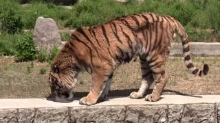 アムールトラ「センイチ」誕生日イベント　天王寺動物園