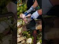 cutting coconut perfectly