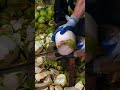 cutting coconut perfectly