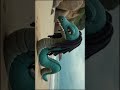 klingai crawling motion nagas🐍 serpents of the beach ビーチの蛇 plush toy animation ぬいぐるみアニメーション