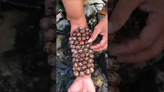 #trypophobia#removeticks #lice #ticks#fruit#shorts#sad #respect#omg#youtubeshorts #reels#scary#ghost