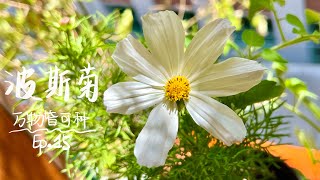 种波斯菊-万物皆可种Ep.15   Grow Cosmo at home