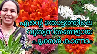 എന്റെ തോട്ടത്തിൽ ഇന്നു വിരിഞ്ഞ വിവിധയിനം പൂക്കൾ #flowers #garden #youtube