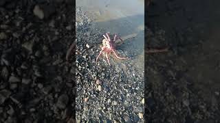 Камчатский краб/ Kamchatka crab