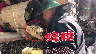 家裡飛來一群動物，80歲老人說會有好運，小英子大伯高興壞了【小英子和小萍子】