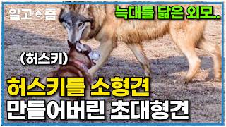 북미 늑대와 저먼 셰퍼드의 후손이 한국에 왔다! 대형견 허스키를 압살하는 초대형 크기의 울프독｜세상에 나쁜 개는 없다｜알고e즘