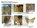 chnep conservation lands the decline and loss of butterflies in southern florida