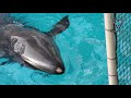 オキゴンドウ「リティ」の傷　wounds on false killer whale