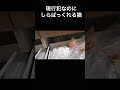 現行犯なのに証拠隠滅する猫