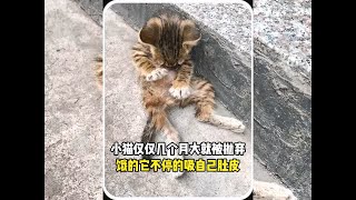 小猫仅仅几个月大就被抛弃，幸好遇到好心女主人 #宠物故事 #动物故事 #暖心故事