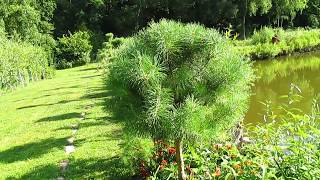 РЕЗУЛЬТАТ ОБРЕЗКИ СОСНЫ. Формирование кроны сосны (ч.2)./How to pruning pine