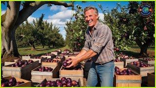 Plum Farm -  How American Farmers Harvest Billions of Plums - US Farming - Bo Farm