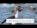 Can Penguins Fly? | Weird Animal Searches | BBC Earth