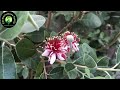 le feijoa un fruit exotique dans ton potager naturel 🌞