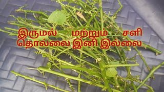 சளி  மற்றும் இருமல் கவலை இனி இல்லை || தூதுவளை தண்டு ரசம்