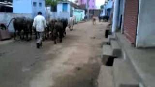 KHATEGAON VIJAY YADAV GOAN KI YADE.mp4