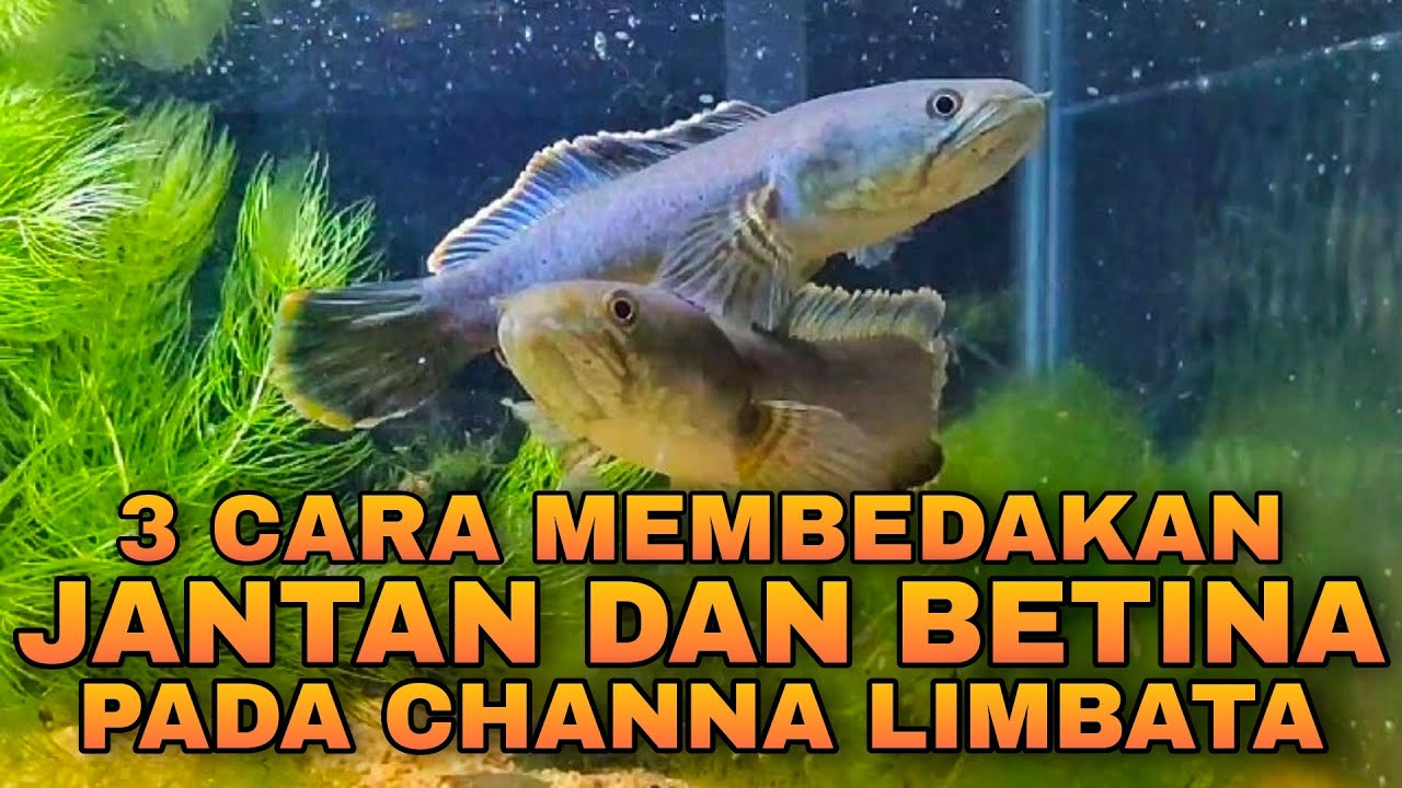 3 CARA MEMBEDAKAN JANTAN DAN BETINA PADA CHANNA LIMBATA - YouTube