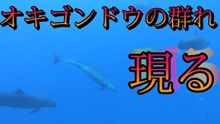 【圧巻】推定50匹のイルカの群れと泳げた！