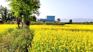 दाङको तुल्सिपुर स्थित अति मिलेको चौकोट परेको जग्गा बिक्रीमा✅Land For Sale In Tulsipur Butuniya Dang|