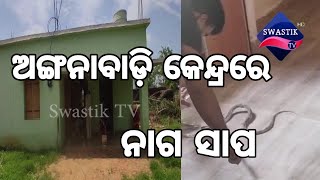 ଭେଜିପୁଟ ଅଙ୍ଗନୱାଡ଼ି କେନ୍ଦ୍ର-୨ ରୁ ୪ ଫୁଟ ଲମ୍ବର ବିଷାକ୍ତ ନାଗ ସାପ ଉଦ୍ଧାର