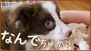 【お迎えして2日目】本領発揮するボーダーコリー子犬が可愛くてたまりません♪