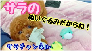 ぬいぐるみ vs 子犬　絶対に離してくれないトイプードルのサラ  Plush VS Puppy